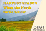 Harvest Season – When the North turns Yellow