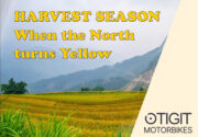 Harvest Season – When the North turns Yellow