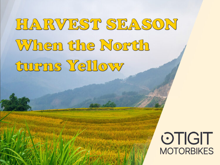 Harvest Season – When the North turns Yellow